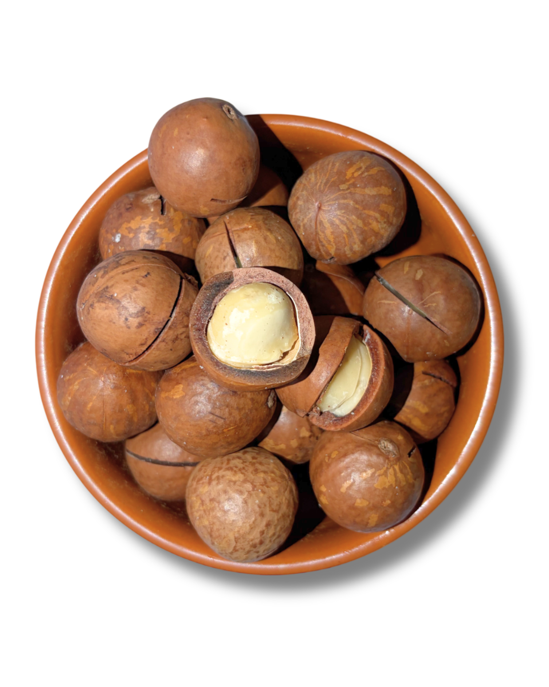 Macadamia Nuts | In-Shell Macadamia Nuts | In-Shell